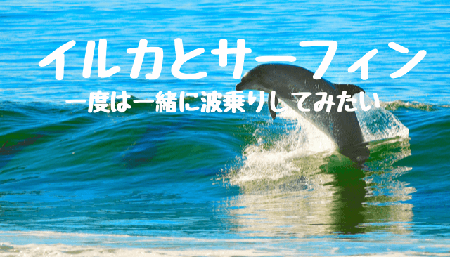 イルカとサーフィン サーファーなら一度は一緒に波乗りしてみたい 週末サーファーのための波乗り気象学